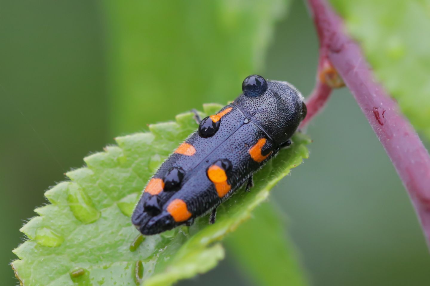 Buprestidae - Ptosima undecimmaculata